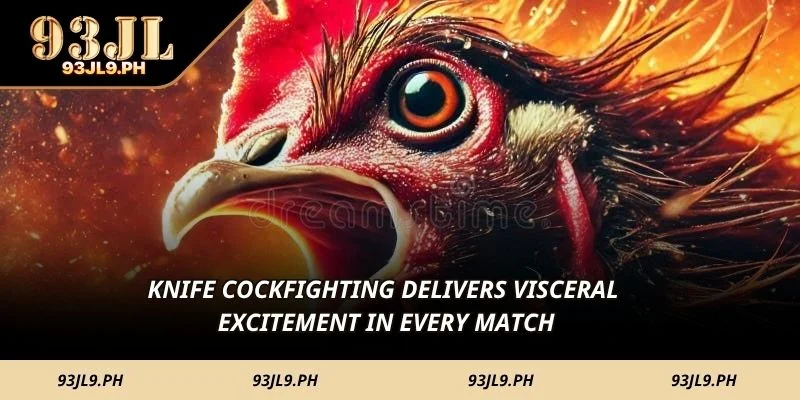 Knife cockfighting delivers visceral excitement in every match