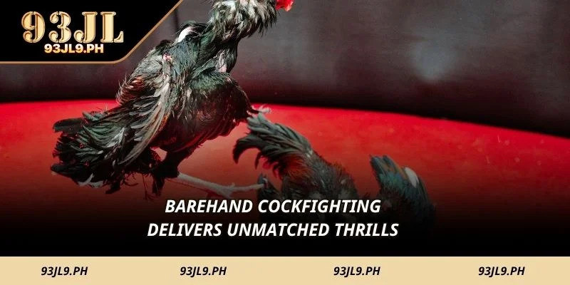 Barehand Cockfighting delivers unmatched thrills 