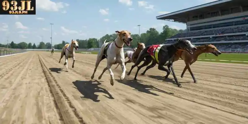 Greyhound racing track simulation